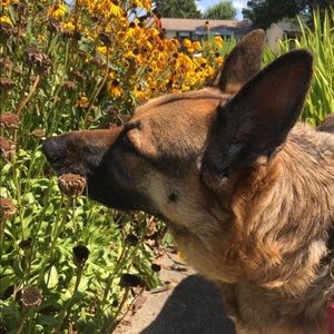 Meet your Posher, Ariel